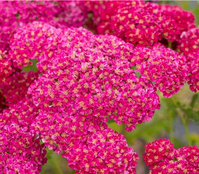 Achillea millefolium 'Pomegranate' -R- Achillea millefolium 'Pomegranate' -R-