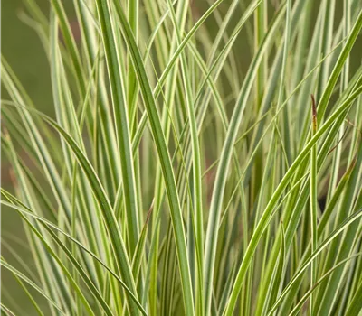 Carex conica 'Hime Kansuge' Carex conica 'Hime Kansuge'