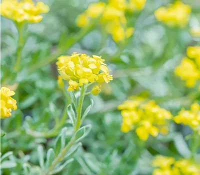 Alyssum wulfenianum Alyssum wulfenianum