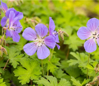 Geranium himalayense 'Baby Blue' Geranium himalayense 'Baby Blue'