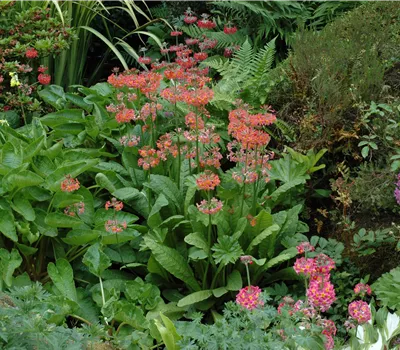 Primula x bullesiana