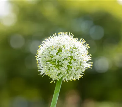 Allium stipitatum 'Mount Everest'