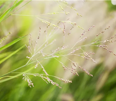Panicum virgatum 'Cheyenne Sky' -R- Panicum virgatum 'Cheyenne Sky' -R-