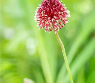 Allium sphaerocephalon Allium sphaerocephalon