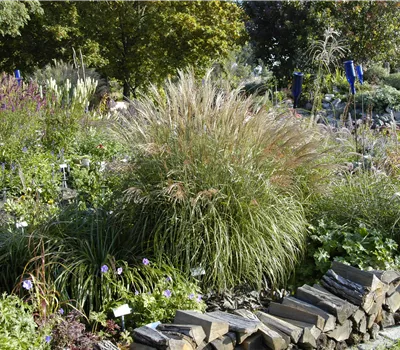 Miscanthus sinensis 'Adagio' Miscanthus sinensis 'Adagio'