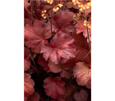 Heuchera Hybr.'Little Cuties Blondie' -R-