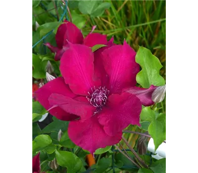 Clematis Boulevard 'Nubia' Clematis Boulevard 'Nubia'