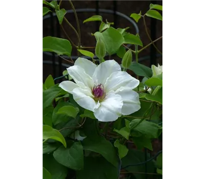 Clematis Boulevard 'Ninon' Clematis Boulevard 'Ninon'