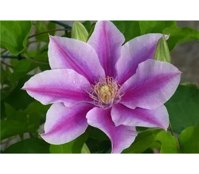 Clematis Boulevard 'Poseidon' Clematis Boulevard 'Poseidon'