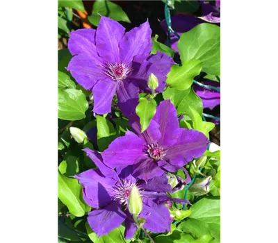Clematis Tudor Patio 'Hadley' -R- Clematis Tudor Patio 'Hadley' -R-