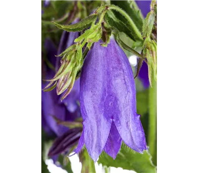 Campanula latifolia var.'macrantha'