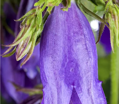 Campanula latifolia var.'macrantha' Campanula latifolia var.'macrantha'