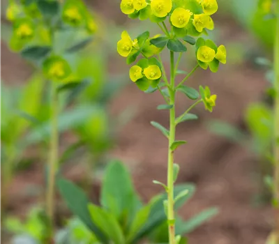 Euphorbia amygdaloides var.'robbiae' Euphorbia amygdaloides var.'robbiae'