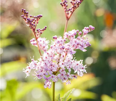 Filipendula rubra 'Venusta'