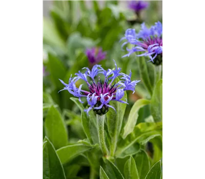 Centaurea montana