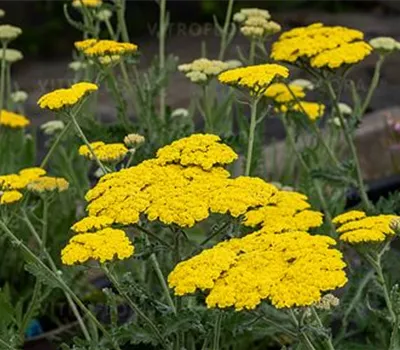 Achillea Clypeolata-Hybr.'Little Moonshine'