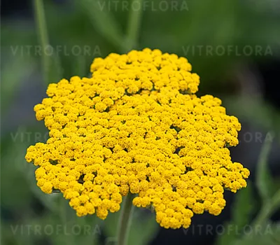 Achillea Filipend.-Hybr.'Coronation Gold'