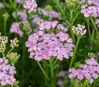 Achillea Millef.-Hybr.'Lilac Beauty'
