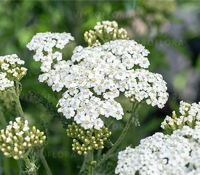 Achillea Millef.-Hybr.'Schneetaler'