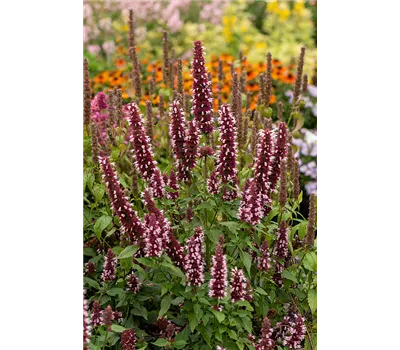 Agastache Hybr.'Beelicious Pink' -R-
