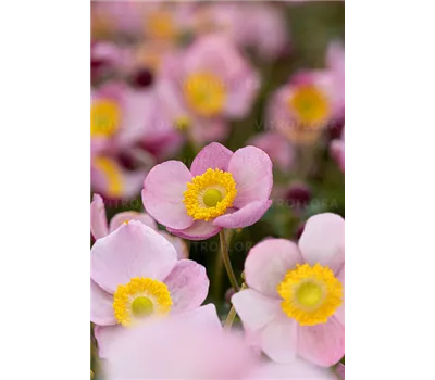 Anemone hupeh.'Summer Breeze Baby Pink' -R-