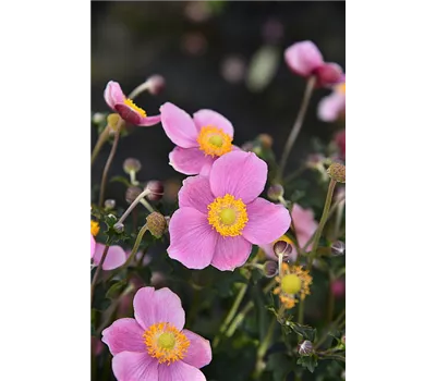 Anemone hupeh.'Summer Breeze Bright Pink' -R-