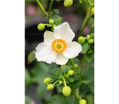 Anemone hupeh.'Summer Breeze Snow' -R-