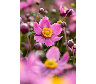 Anemone hupeh.'Summer Breeze Vibrant Pink' -R-