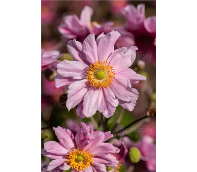Anemone Hybr.'Garden Breeze Whirlwind Pink' -R-