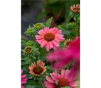 Echinacea Hybr. 'Meditation Cerise' -R-