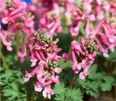 Corydalis solida 'Beth Evans'