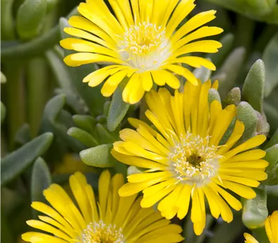 Delosperma Wheels of Wonder 'Golden Wonder'