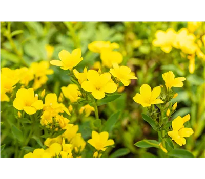 Linum flavum 'Compactum'