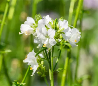 Polemonium caeruleum 'Album'