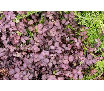 Acaena inermis 'Purpurea'