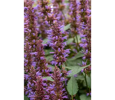 Agastache rugosa 'Spicey'