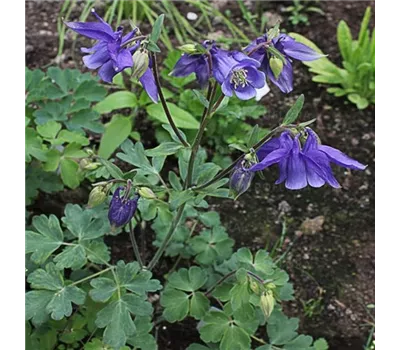 Aquilegia alpina