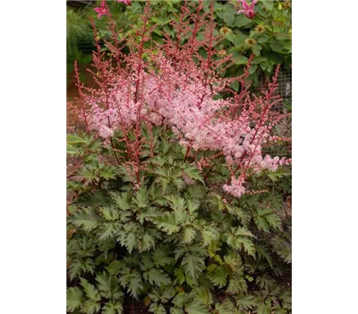 Astilbe Hybr.'Delft Lace'