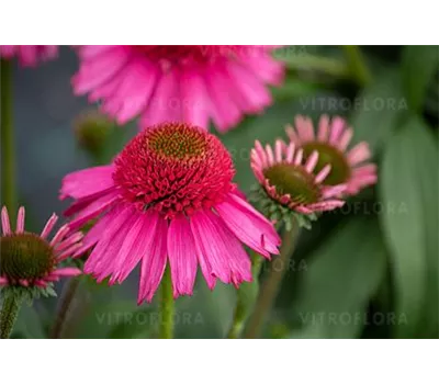 Echinacea Hybr. 'Delicious Candy' -R-