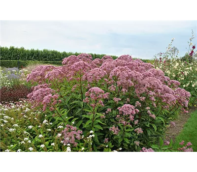 Eupatorium dubium 'Baby Joe' -R-