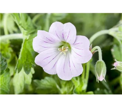 Geranium Hybr.'Dreamland'