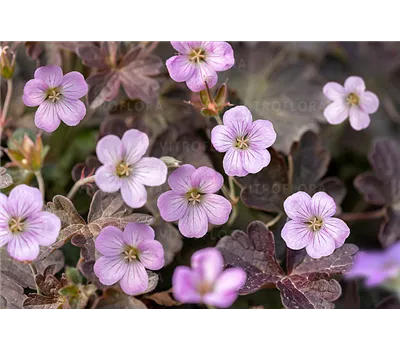 Geranium Hybr.'Dusk Crug'