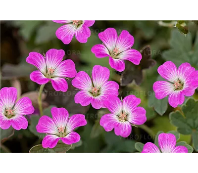 Geranium Hybr.'Orkney Cherry'