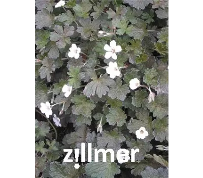 Geranium Hybr.'Rothbury Red'