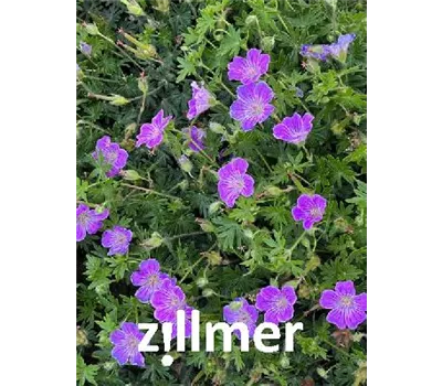 Geranium sanguineum 'Cannon Miles'