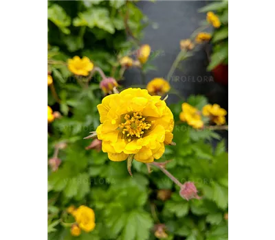 Geum Hybr. 'Golden Joy' -R-