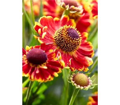 Helenium Hybr.'Bandera'