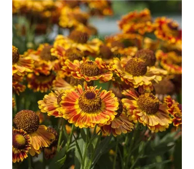 Helenium Hybr.'Fuego'