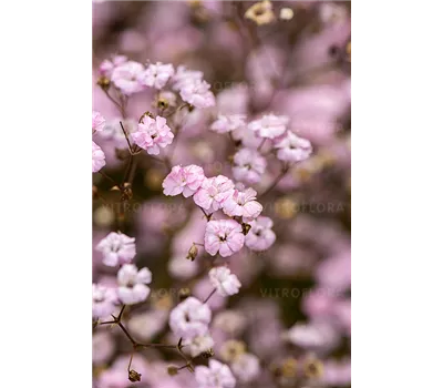 Gypsophila Repens-Hybr.'Rosenschleier'