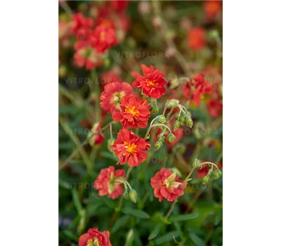 Helianthemum Hybr.'Amabile Plenum'